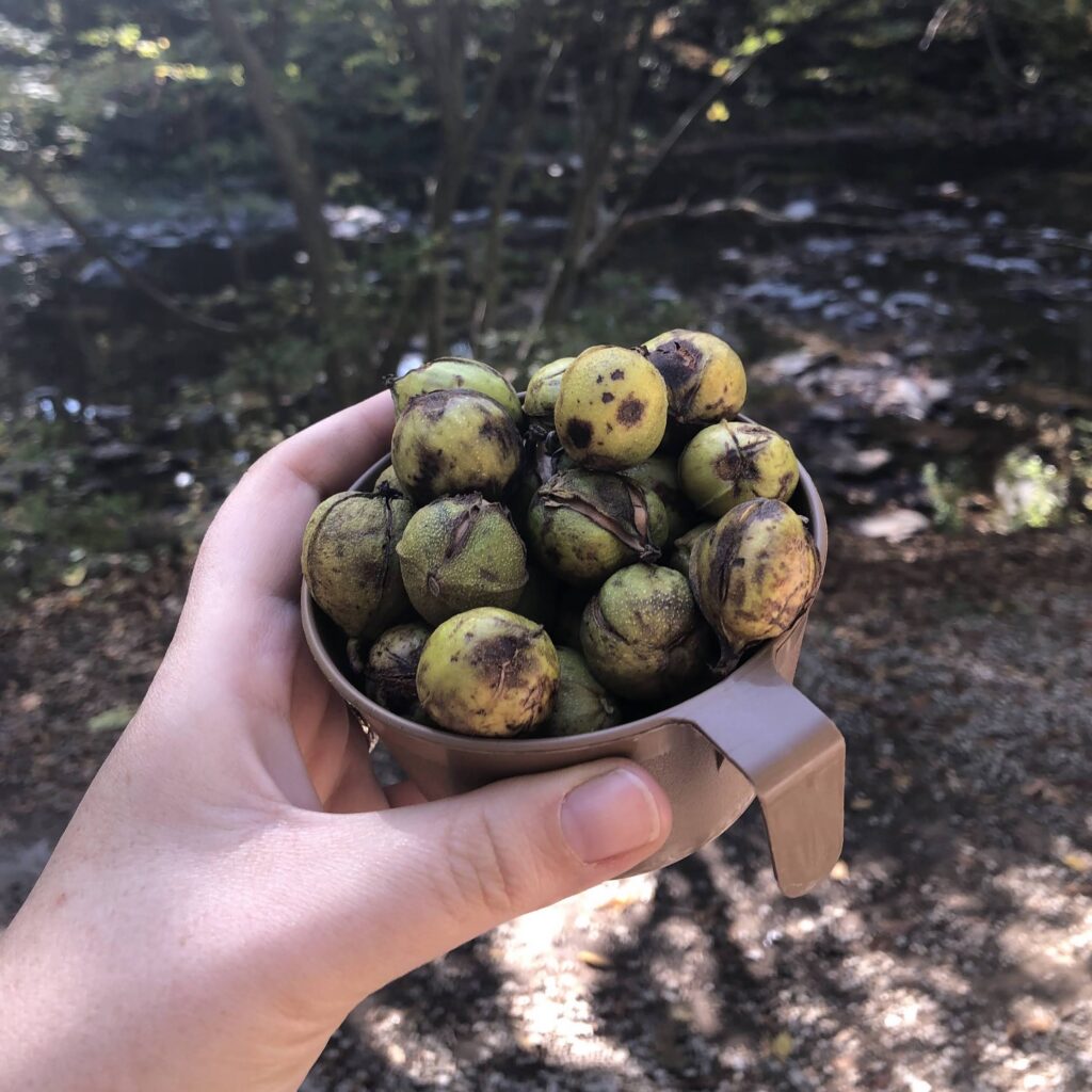 A hand holding a cup of yellowbud hickory nuts with the forest floor in the background.