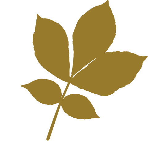 A light brown illustrated leaf with five leaflets.