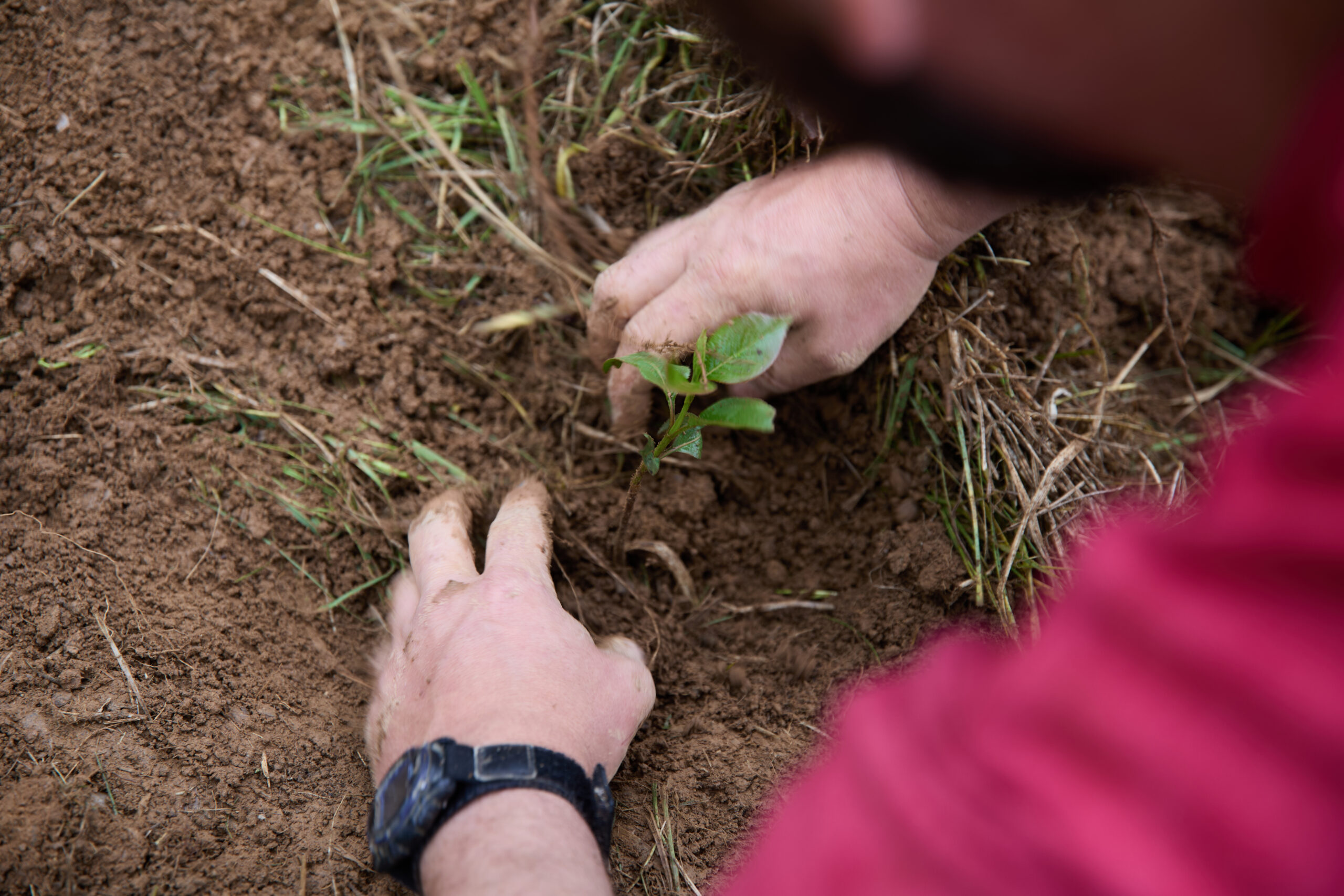 A close-up of a small plant that has just been placed into the dirt, surrounded by a pair of hands patting the dirt in around it. 