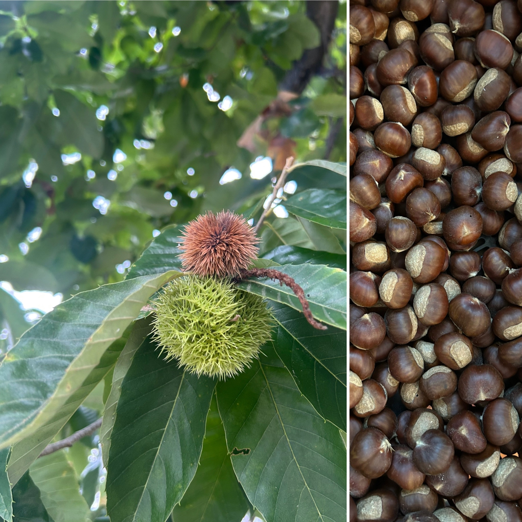 Two side-by-side images, one of a chestnut attached to a leaf on a tree, the other a pile of gathered chestnuts.
