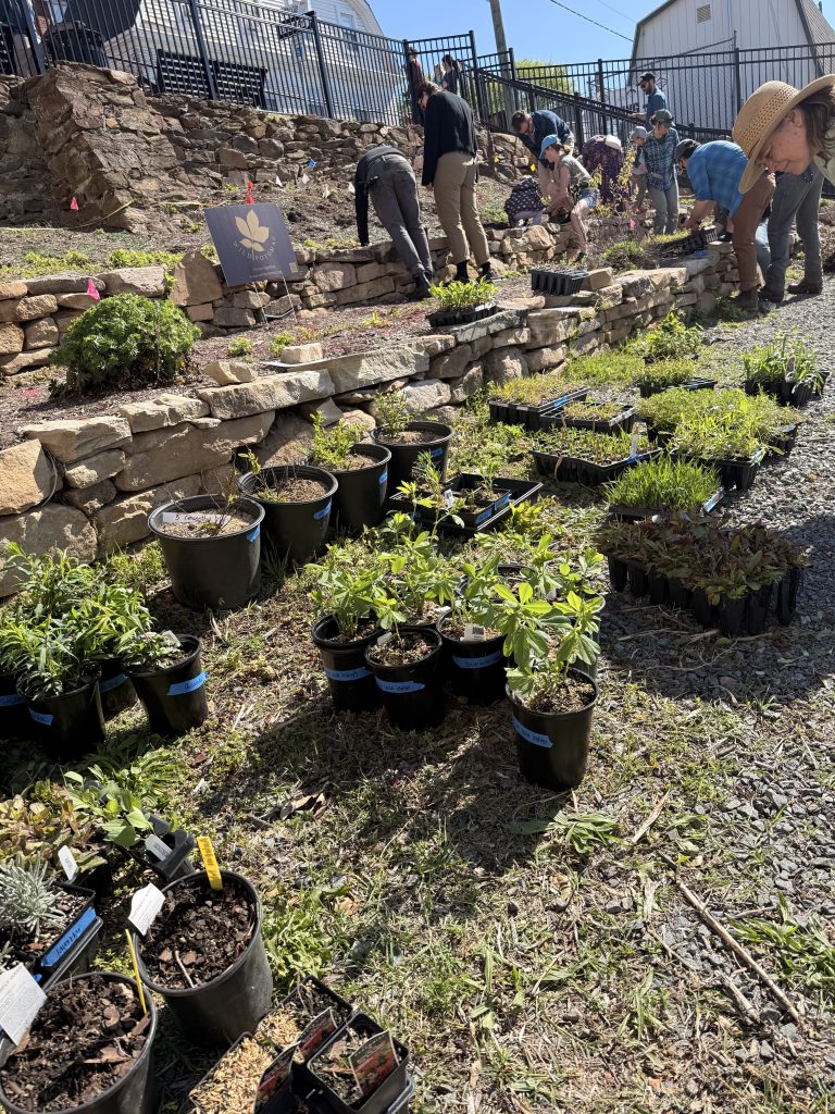 A terraced hillside with stone walls that have buckets and trays of seedlings on them. In the background there is a group of group leaning over the seedlings, picking them up and moving them to where they are going to be planted.