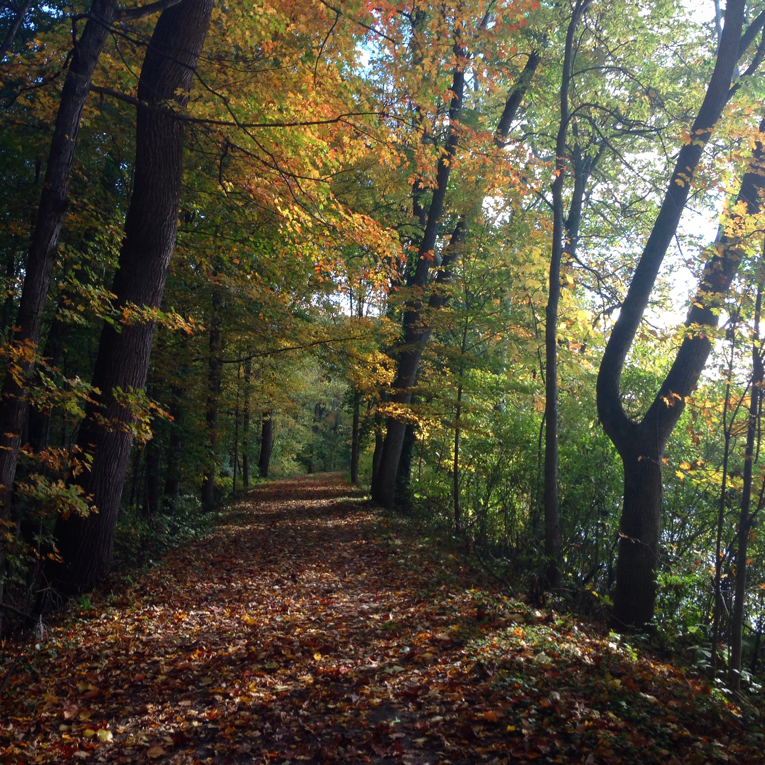 Scenic view of a pathway through the woods with trees in autumn foliage on either side, with dappled sunlight coming through the canopy.
