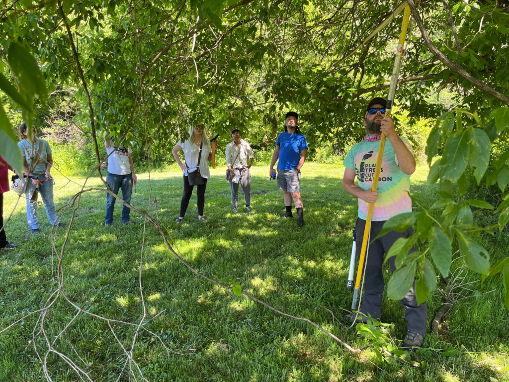 A person holding a long pruning tool is standing under the canopy of a large tree, pruning or sawing a tree branch. A group of people are gathered to watch, standing in the background under tree branches in the shade. 