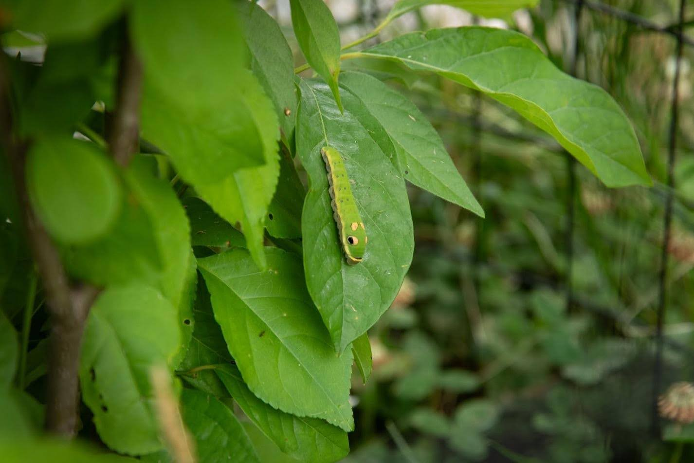 A green caterpillar stretched out on a long leaflet.