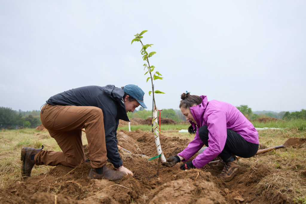 Two people bent down on the ground scooping dirt with their hands to place around a tree sapling they have just planted.