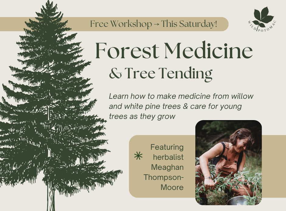 A flyer for a forest medicine and tree tending workshop, with an illustrated image of a pine tree and a photograph of a woman bending over some plants with a bowl. The flyer reads: Learn how to make medicine from willow and white pine trees & care for young trees as they grow. Featuring herbalist Meaghan Thompson-Moore.