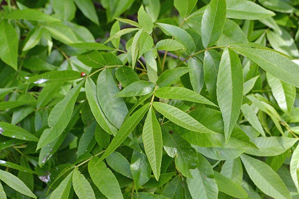 A cluster of bright green yellowbud hickory leaves.