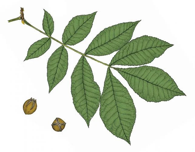 An illustration of a single yellowbud hickory tree leaf, with four pairs of leaflets and a single leaflet at the top. There are two illustrated hickory nuts next to the leaf.