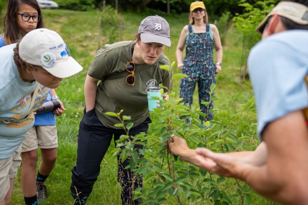 A person leaning in and hovering over a shrub looking at it closely while a different person grabs the plant, showing its features.