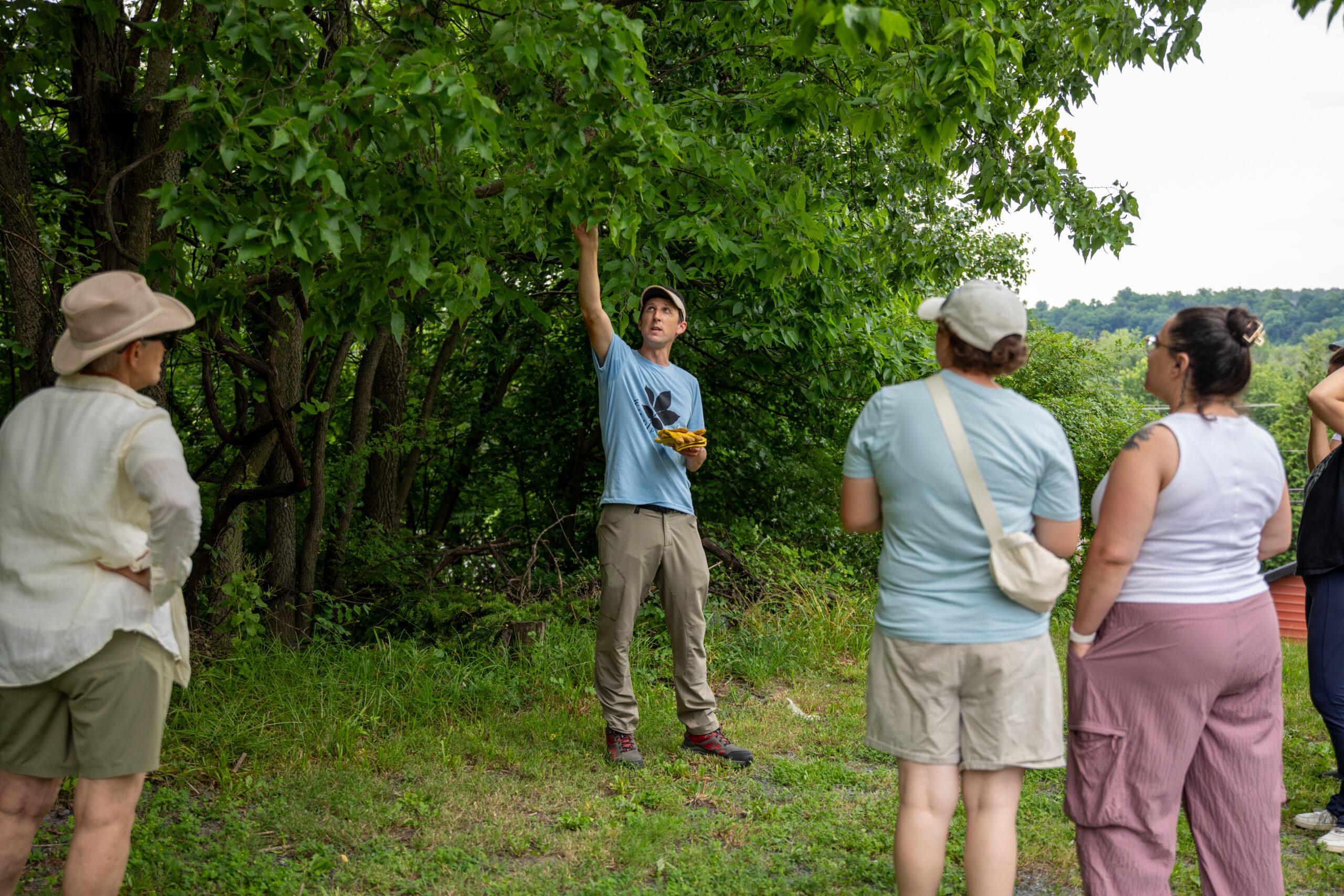 A man reaching up to grab a branch from a cluster of trees with people gathered in front of him watching.