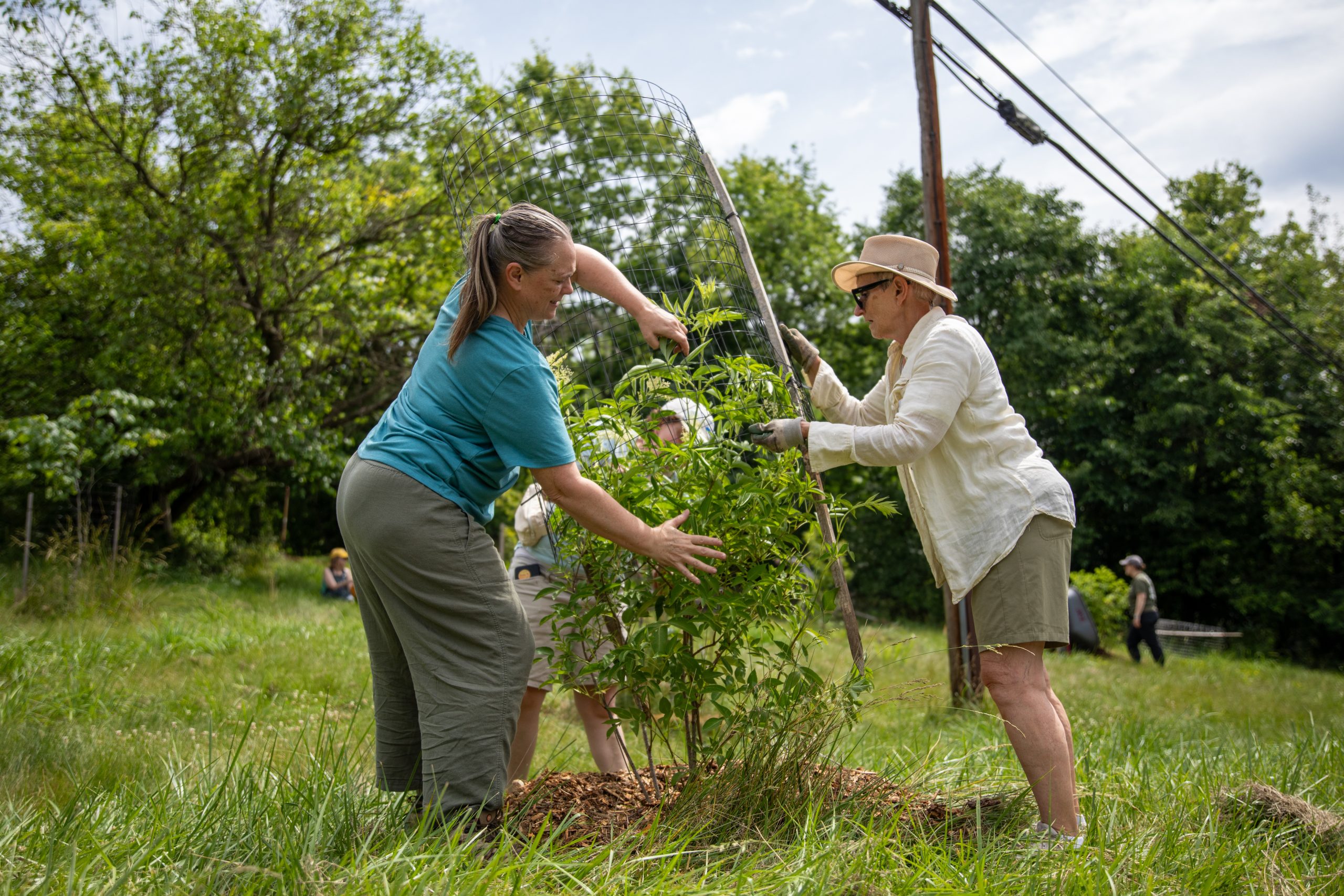 Two people working together to stake a new tree sapling to a post to support it to grow.